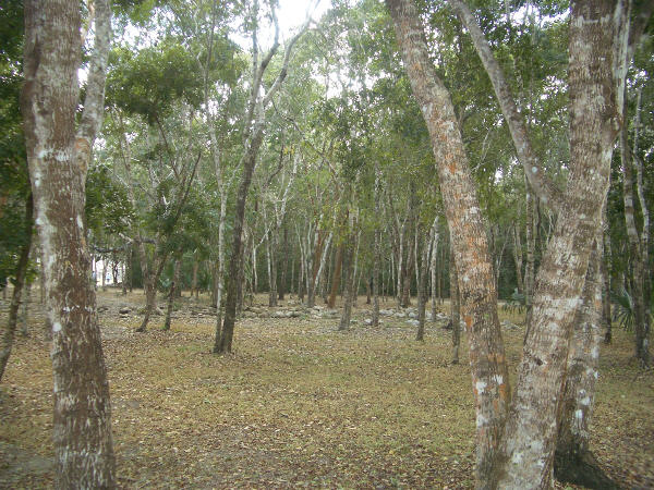 22chichenitza23.jpg  (94.1 Kb)