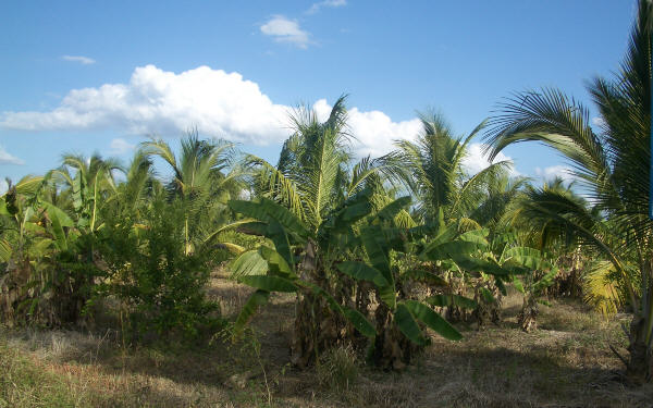 23farm2.jpg  (56.7 Kb)